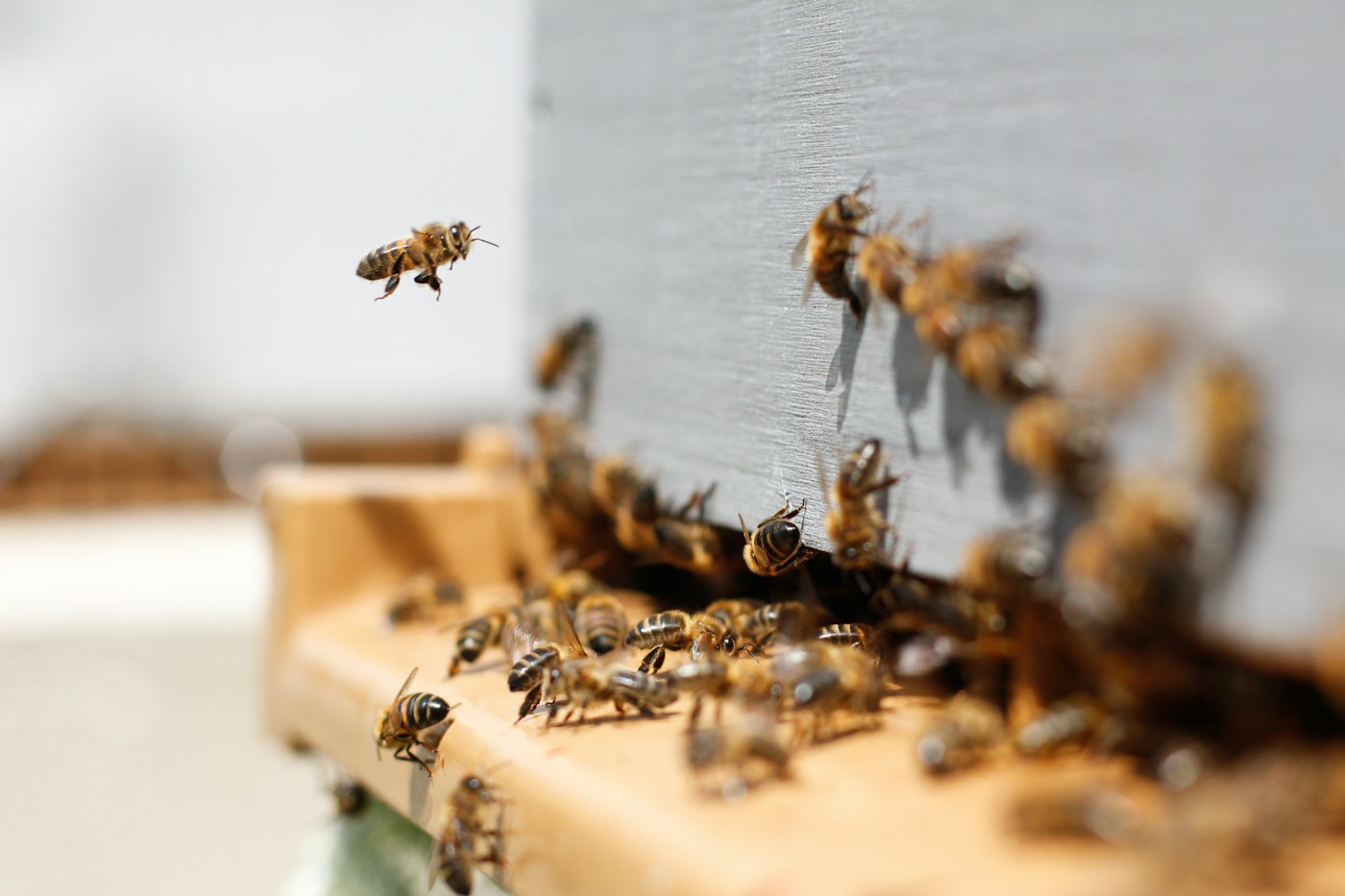 A dense swarm of honeybees clustered on a branch
