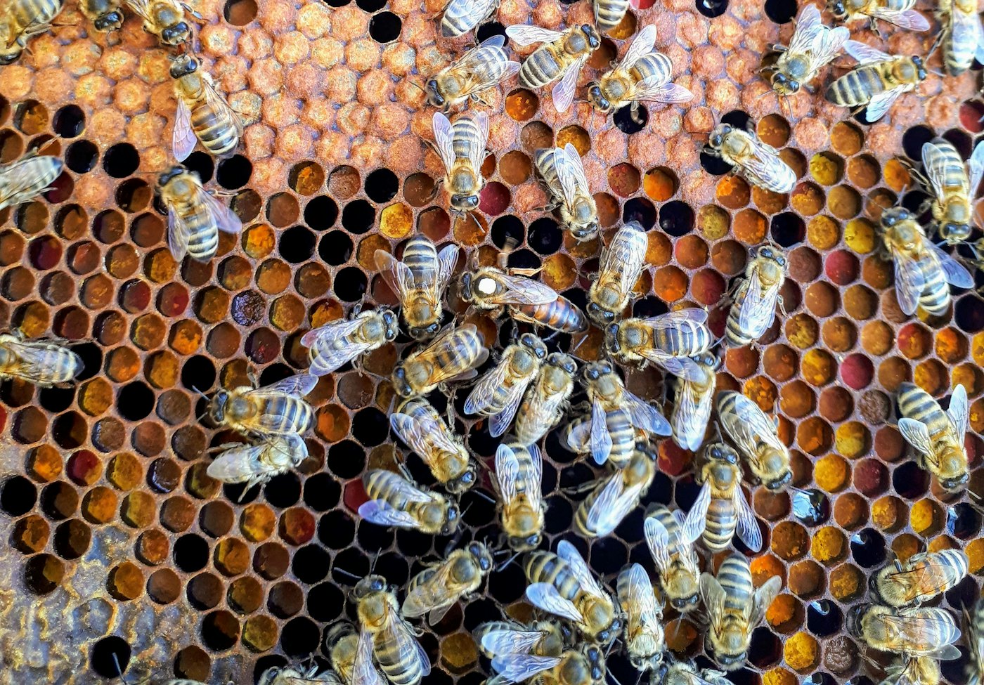 Honeybees working across a frame of honeycomb