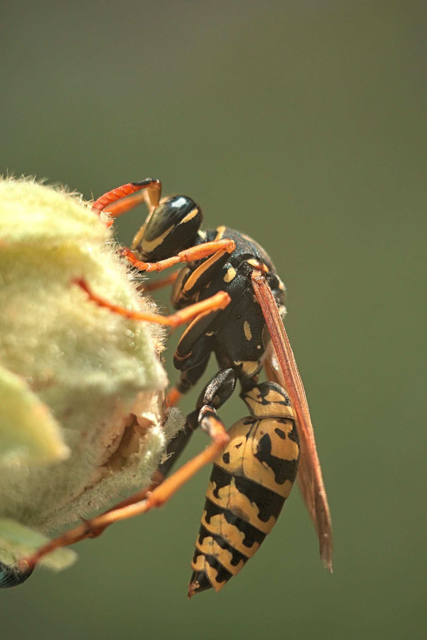 A black and yellow wasp resting on a white flower